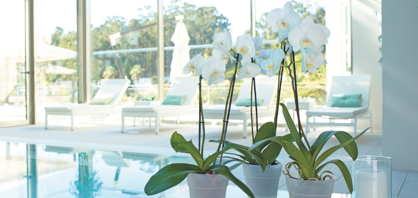 Guia completo para cuidares das tuas orquídeas de interior